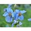 Meconopsis betonicifolia