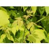 acer davidii Madeline Spitta