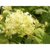 hydragea puffed green