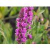 salvia pink beauty
