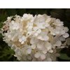 hydrangea paniculata little alf