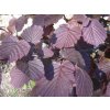 Corylus avellana Fuscorubra