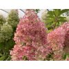 hydrangea paniculata little rosy