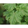 acer platanoides Marit 2