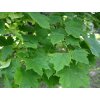 acer platanoides olmstedd 1