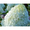 hydrangea paniculata couhamint
