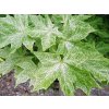 acer platanoides walderssei