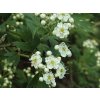 crataegus schraderiana 1