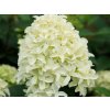 Hortenzie latnatá Skyfall 'Frenne'