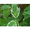 acer rufinerve albolimbatum
