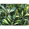 ilex lawsoniana