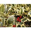 ilex golden van tol