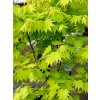 acer shirasawanum jordan 1