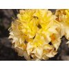 127357 azalka yellow pom pom