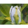 magnolia seiju