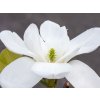 Magnolie 'Jade Lamp'