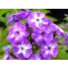 127432 plamenka latnata little laura phlox paniculata little laura
