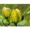 Magnolie 'Green Bee'