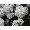 Kalina 'Eskimo'