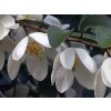 Magnolie 'Minnie Mouse'