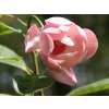 Magnolie 'Oyama Rose'