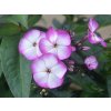 127453 plamenka latnata summer purple phlox paniculata summer purple