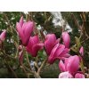 Magnolie 'Yaeko'