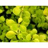 berberis lime star