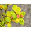 berberis neon gold 1