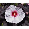 Ibišek bahenní SUMMERIFIC® 'Dark Mystery' - Hibiscus SUMMERIFIC® 'Dark Mystery'