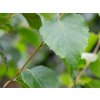 betula utilis Edinburgh