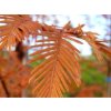 Metasekvoj čínská 'Pendula'