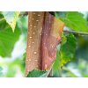 betula nepalese orange
