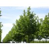 platanus hispanica pyramidalis