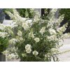 Komule Davidova 'Butterfly Tower White'