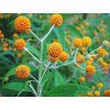 budlea globosa
