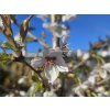Prunus incisa Compacta