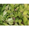 Callicarpa japonica Koshima no homate 1