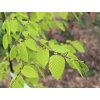 carpinus wiliamson gold