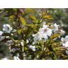 Sakura ozdobná 'Benekom'