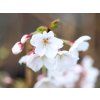 Sakura ozdobná 'Diane'
