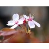 Sakura ozdobná 'Hakusan-hata-zakura'