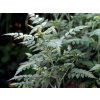 Ostružiník tibetský 'Silver Fern'