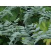 Ostružiník tibetský 'Silver Fern'