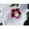 hibiscus syriacus sup heart minomb 1