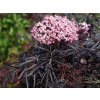 sambucus nigra cherry lace