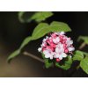 Kalina Carlesova 'Diana'