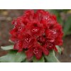 Rododendron 'Cherry Kiss'
