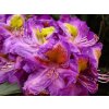 127783 rododendron magic eye