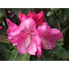 127786 rododendron pink titan